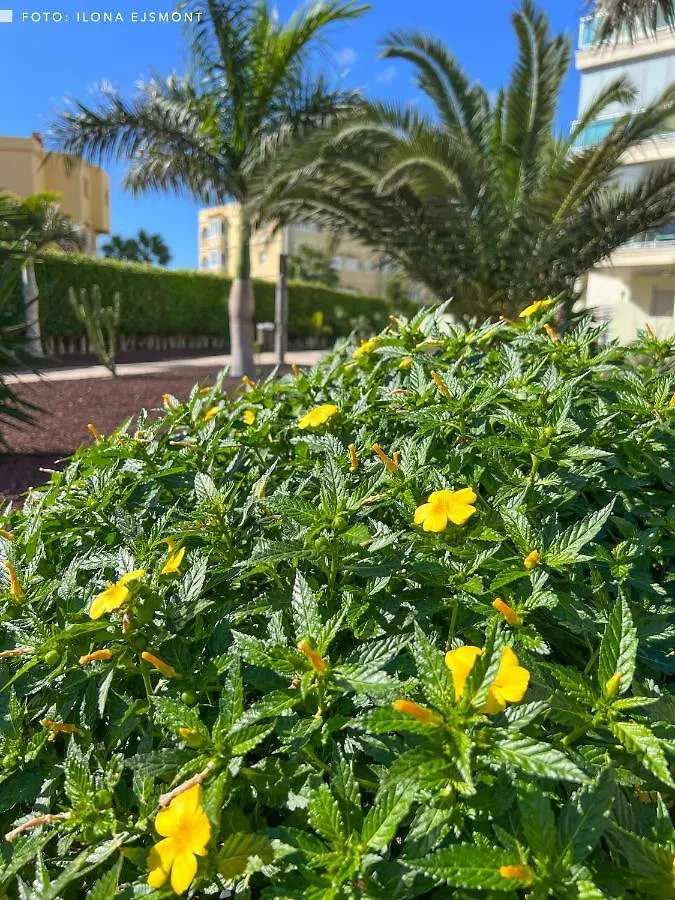 Apartamento Isla Feliz In Golf Del Sur San Miguel de Abona Spain